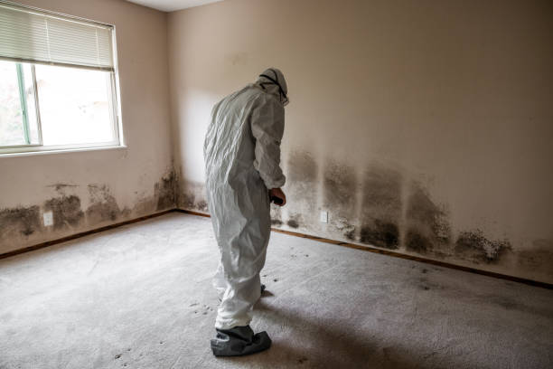 Best Mold Odor Removal Services  in El Cerrito, CA